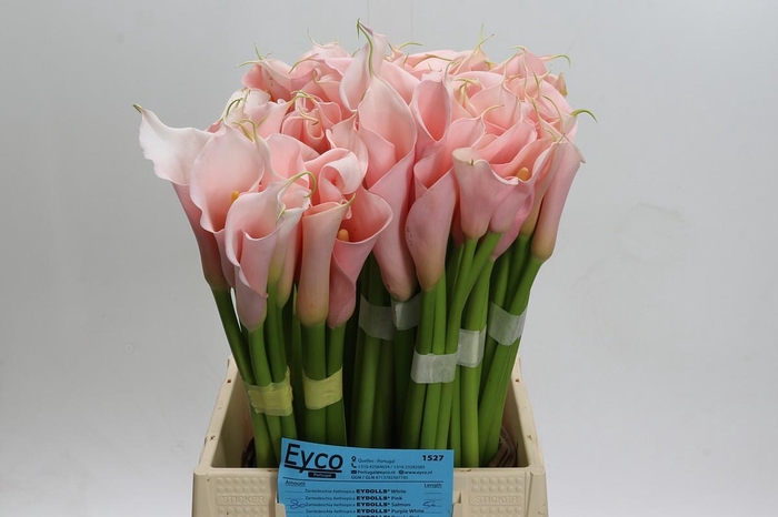 Zantedeschia Eydolls Salmon