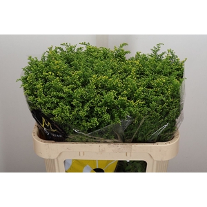 Solidago  'Carzan Glory'