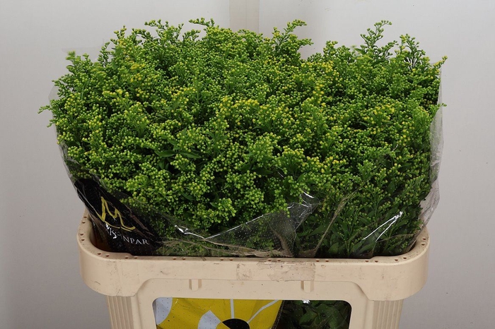 <h4>Solidago  'Carzan Glory'</h4>