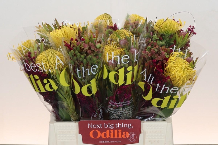 <h4>BQ Nutans High Gold SFB</h4>