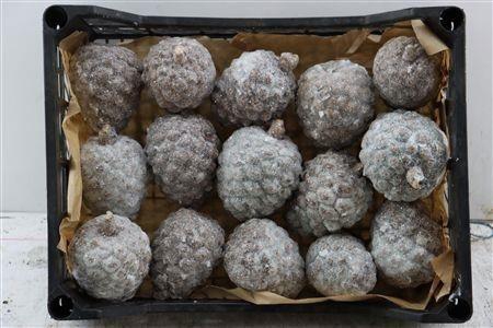 <h4>DENNENAPPEL H% ST</h4>