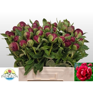 PAEO HENRY BOCKSTOCE