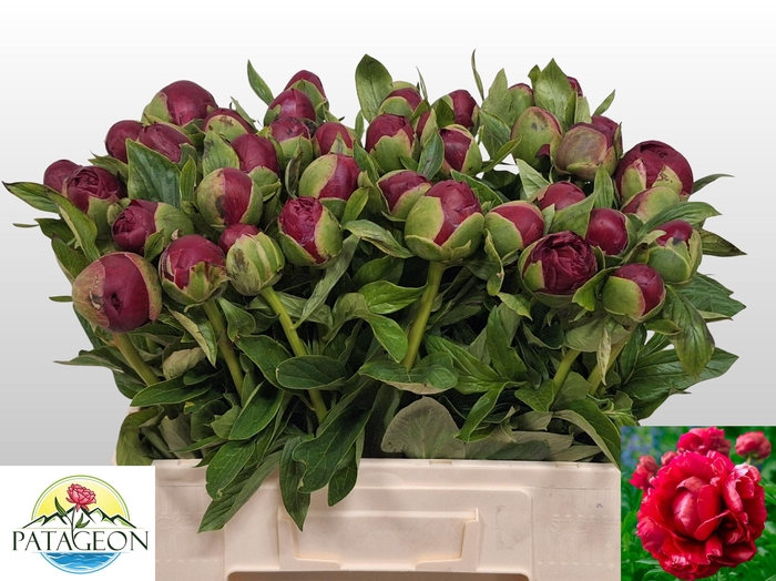 <h4>PAEO HENRY BOCKSTOCE</h4>