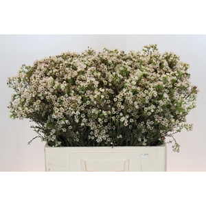 Chamelaucium Blondie