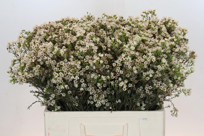 <h4>Chamelaucium Blondie</h4>