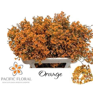Chamelaucium Ov Orange 50gr