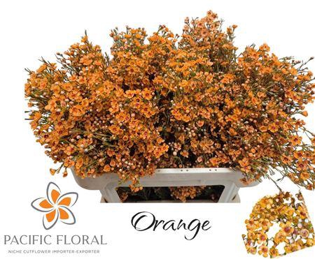 <h4>Chamelaucium Ov Orange 50gr</h4>