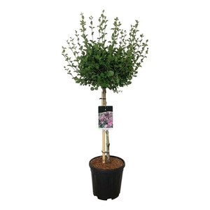 Syringa meyeri 'Palibin'