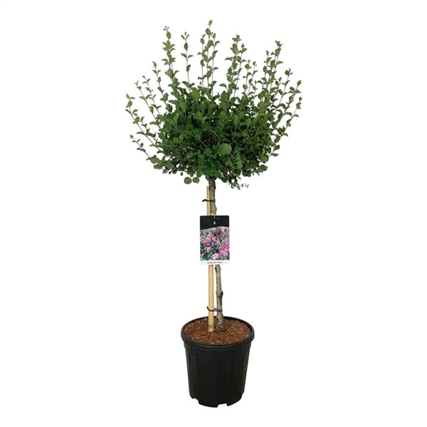 <h4>Syringa meyeri 'Palibin'</h4>