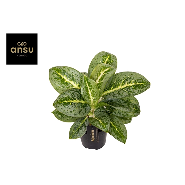 <h4>Aglaonema Lemon Mint</h4>