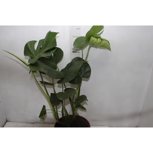 MONSTERA DELICIOSA P24
