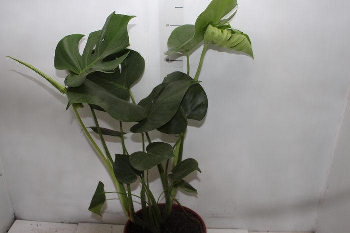 <h4>MONSTERA DELICIOSA P24</h4>