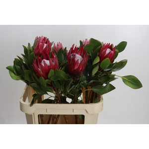 Protea Cynaroides Madiba