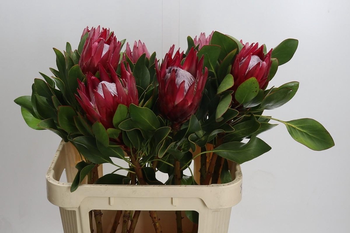 <h4>Protea Cynaroides Madiba</h4>