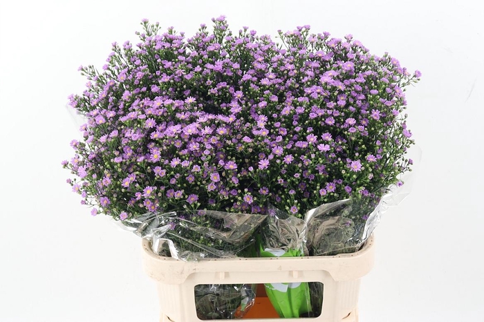 <h4>Ast Teeny Tiny Pink</h4>