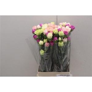 Di St Rainbow Mix Pastel