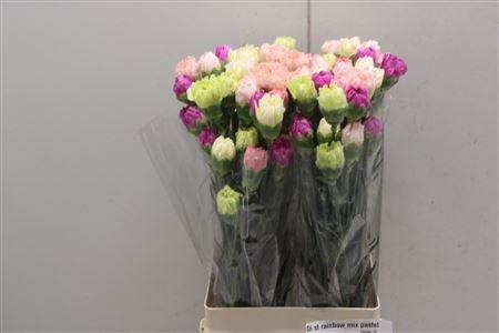 <h4>Di St Rainbow Mix Pastel</h4>