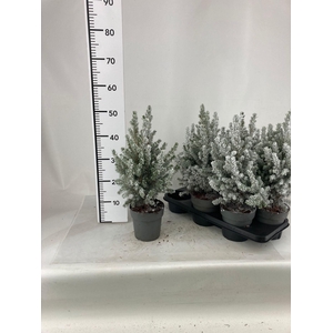 PICEA GL CONICA