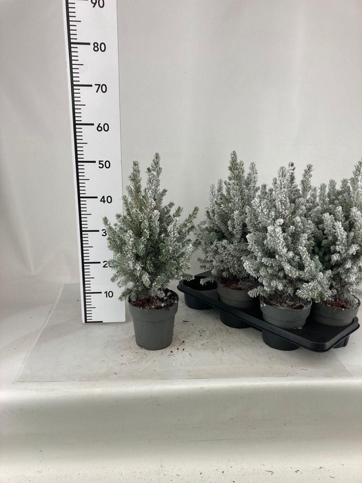 <h4>PICEA GL CONICA</h4>