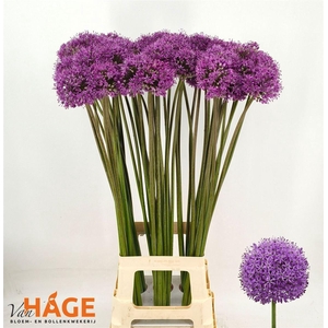 Allium Gladiator