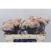 Ozothamnus Cooks Pink