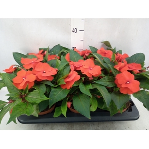 Impatiens NG 'Tamarinda Orange'