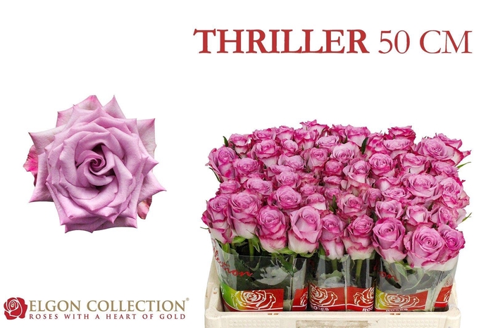 <h4>R GR THRILLER</h4>