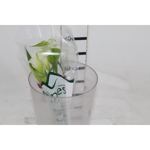 CALLA EXOTIC VENTURA