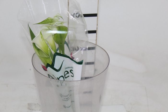 <h4>CALLA EXOTIC VENTURA</h4>