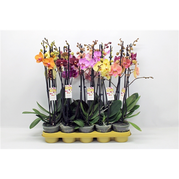 <h4>Gemengd 10 kleuren 2-tak 60cm (GROEN)</h4>
