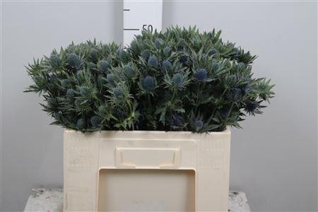 <h4>Eryn Aquarius Qstar</h4>