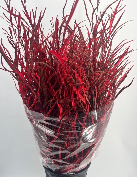 <h4>DEC Grevillea Painted Red</h4>