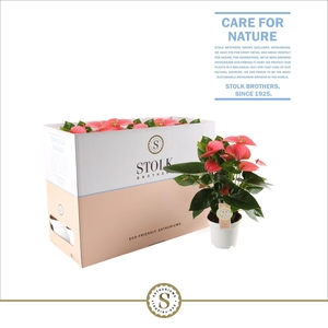 Anthurium Pink Champion 12cm in Ecobox