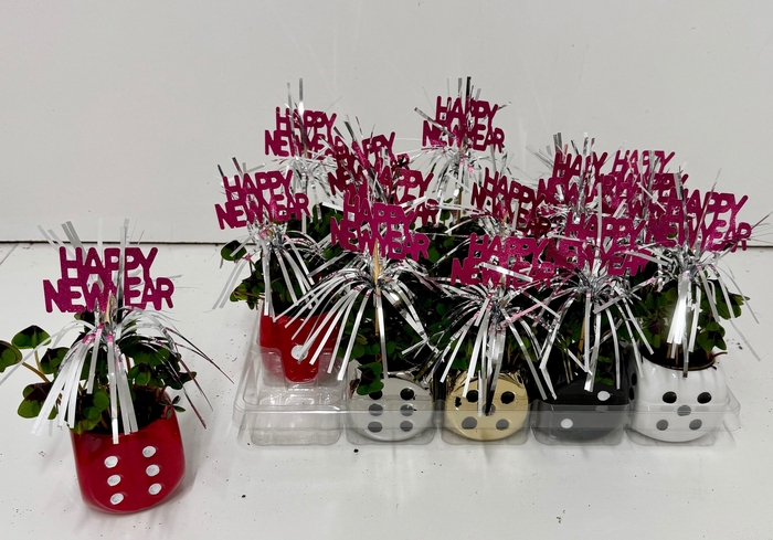 <h4>OXALIS DEPPEI</h4>