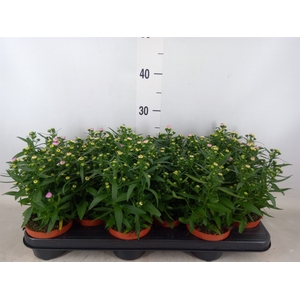 Aster n-b 'Starletta Pink'