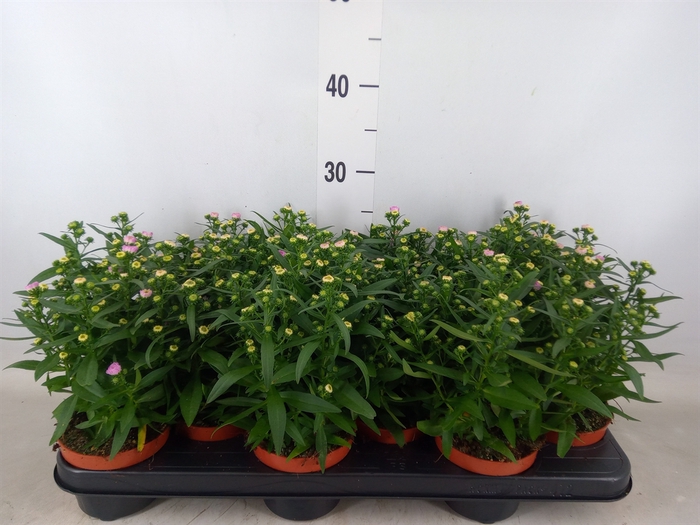 <h4>Aster n-b 'Starletta Pink'</h4>