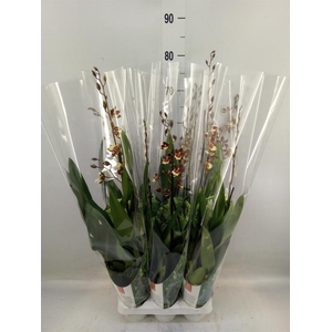 xColmanara  'Pacific Twilight'