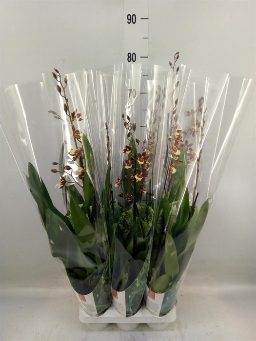 <h4>xColmanara  'Pacific Twilight'</h4>