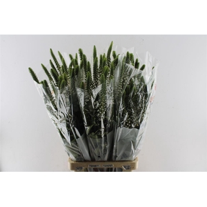 Lysimachia Moonlight