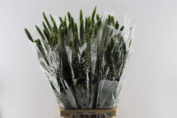 <h4>Lysimachia Moonlight</h4>