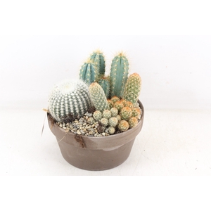 arr3 UB - Cactus ker. choko x2
