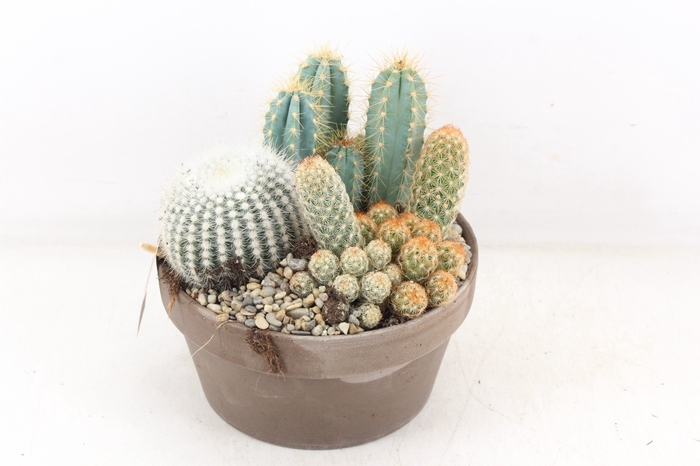 <h4>arr3 UB - Cactus ker. choko x2</h4>