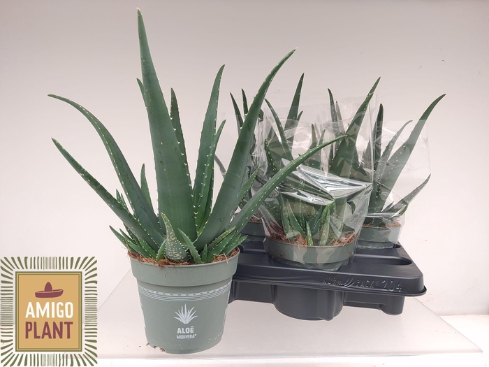 <h4>ALOE VERA</h4>