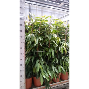 Ficus binn. 'Amstel King'
