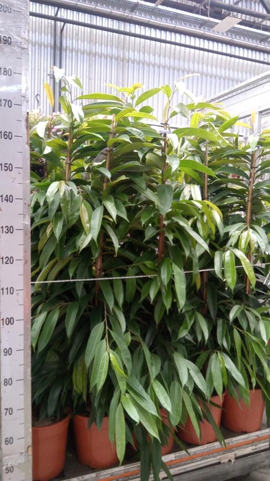 <h4>Ficus binn. 'Amstel King'</h4>