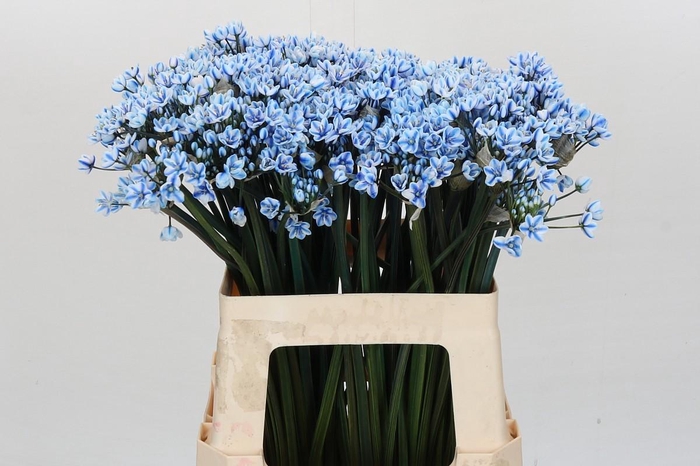 <h4>Allium Dyed Blue</h4>