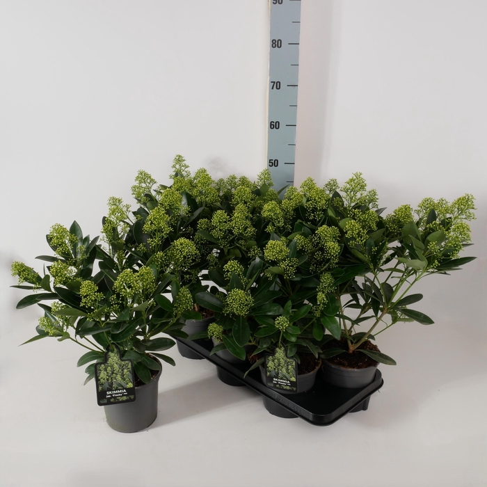 <h4>SKIM J FINCHY</h4>