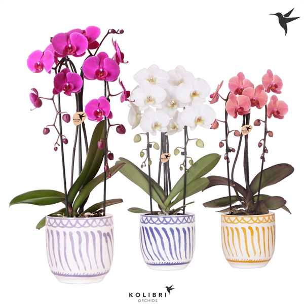 <h4>Phalaenopsis Elegant Cascade</h4>