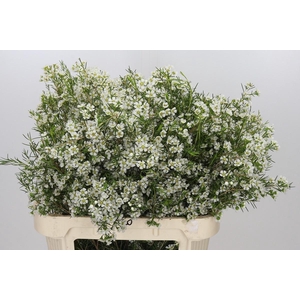 Chamelaucium Ofir