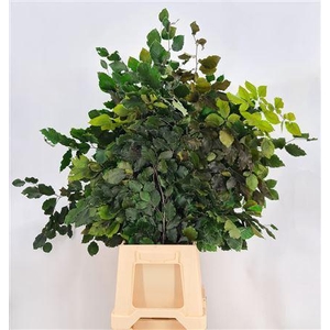Dr Fagus Stab Brown
